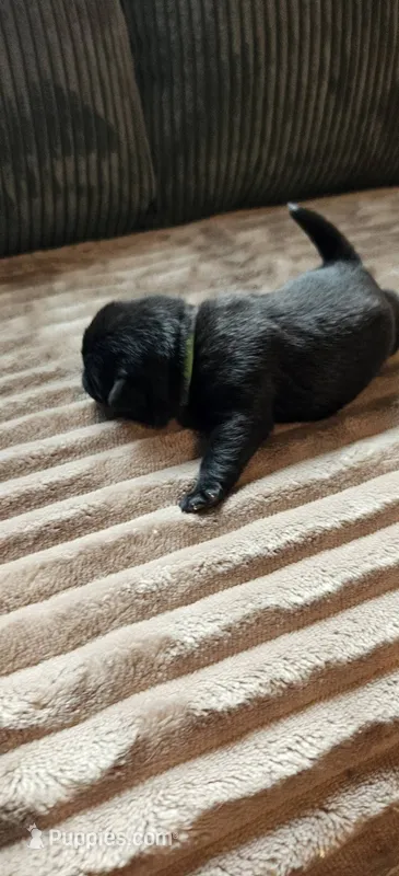 Green Collar Male , a male Pug for sale in Long Lane, MO – 1 of 3