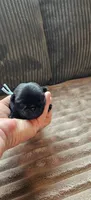 Blue Collar Male , a male Pug for sale in Long Lane, MO – 2 of 3
