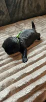 Green Collar Male , a male Pug for sale in Long Lane, MO – 2 of 3