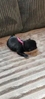 Pink Collar Girl , a female Pug for sale in Long Lane, MO – 3 of 3