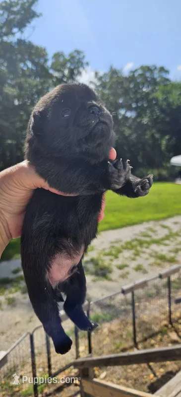 Green Collar Male  – Pug puppy for sale in Long Lane, MO
