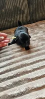 Yellow Collar Male , a male Pug for sale in Long Lane, MO – 3 of 3