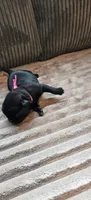 Pink Collar Girl , a female Pug for sale in Long Lane, MO – 2 of 3