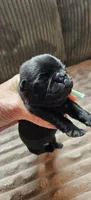 Teal Collar Girl , a female Pug for sale in Long Lane, MO – 2 of 3
