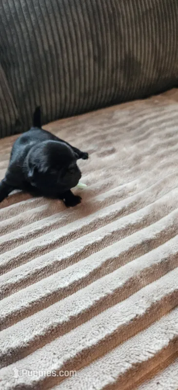 Teal Collar Girl  – Pug puppy for sale in Long Lane, MO