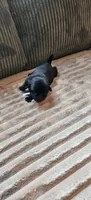 Teal Collar Girl , a female Pug for sale in Long Lane, MO – 3 of 3