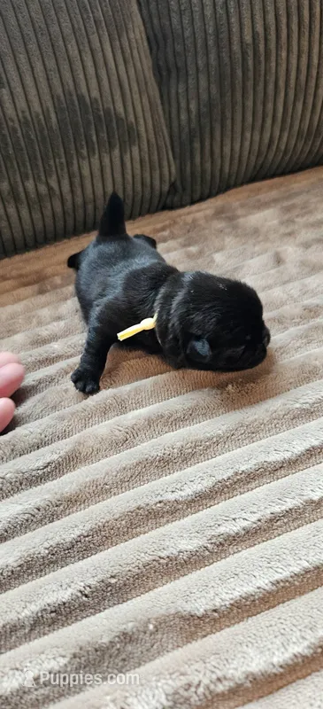 Yellow Collar Male  – Pug puppy for sale in Long Lane, MO