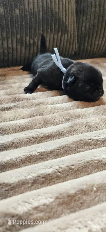 Blue Collar Male  – Pug puppy for sale in Long Lane, MO