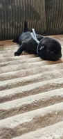 Blue Collar Male , a male Pug for sale in Long Lane, MO – 1 of 3