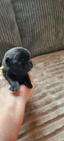 Yellow Collar Male , a male Pug for sale in Long Lane, MO – 2 of 3