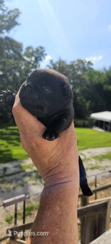 Blue Collar Male  – Pug puppy for sale in Long Lane, MO