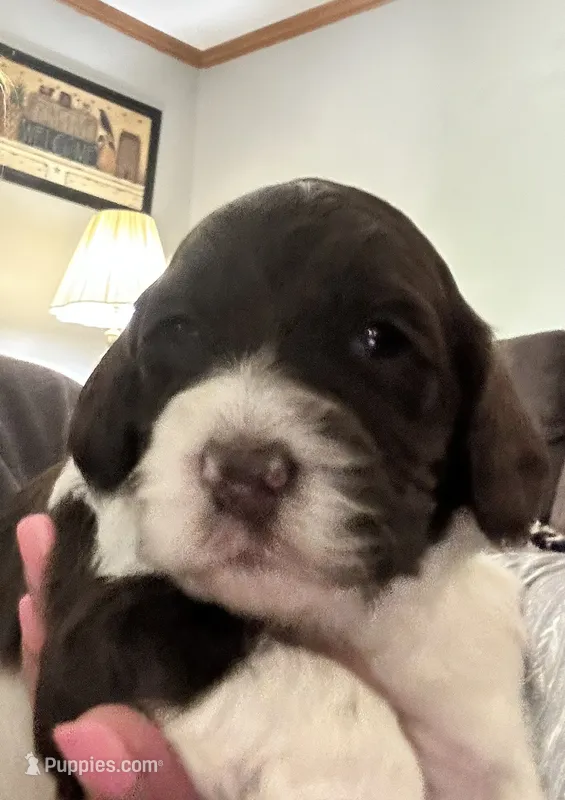 Betty – Miniature Goldendoodle puppy for sale in West Hamlin, WV
