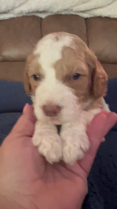 Casey, a female Miniature Goldendoodle for sale in West Hamlin, WV – 5 of 6