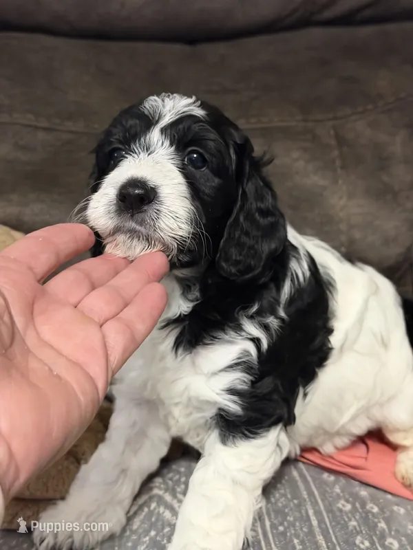 Brenda  – Miniature Goldendoodle puppy for sale in West Hamlin, WV