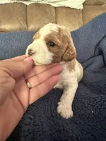 Ben, a male Miniature Goldendoodle for sale in West Hamlin, WV – 4 of 4