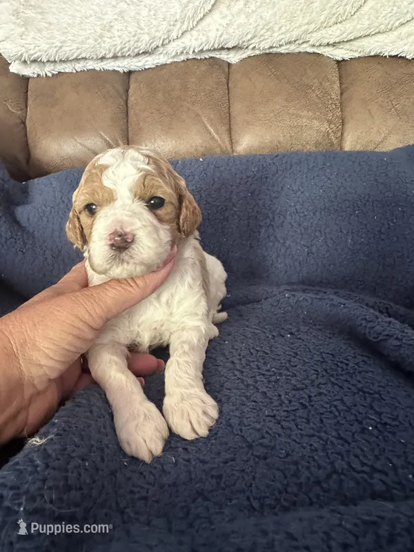 Ben – Miniature Goldendoodle puppy for sale in West Hamlin, WV