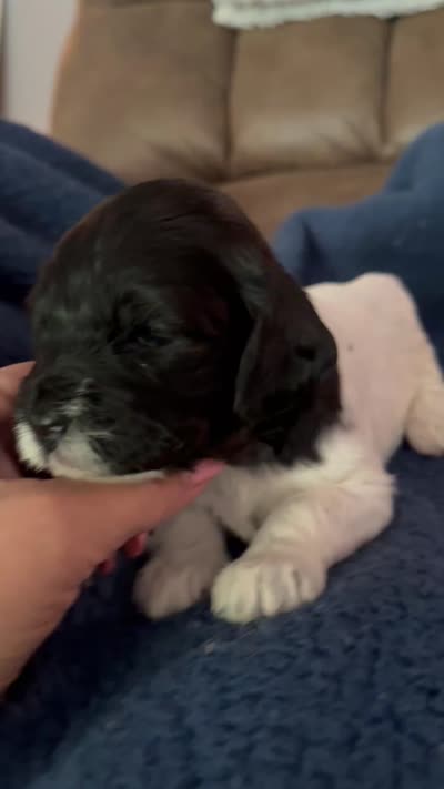 Candy, a female Miniature Goldendoodle for sale in West Hamlin, WV – 5 of 5