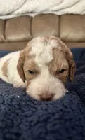 Casey, a female Miniature Goldendoodle for sale in West Hamlin, WV – 2 of 6