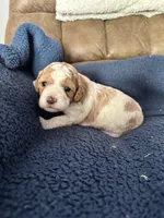 Ben, a male Miniature Goldendoodle for sale in West Hamlin, WV – 3 of 4