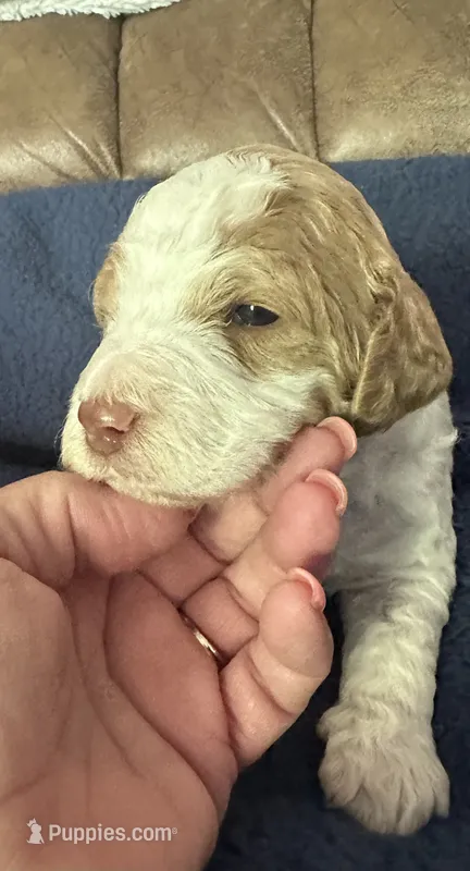 Bo – Miniature Goldendoodle puppy for sale in West Hamlin, WV