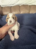 Casey, a female Miniature Goldendoodle for sale in West Hamlin, WV – 4 of 6