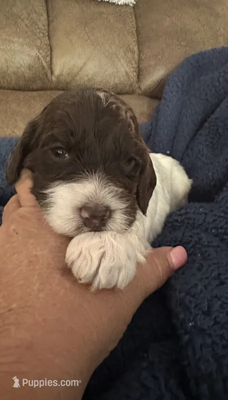 Bonnie – Miniature Goldendoodle puppy for sale in West Hamlin, WV
