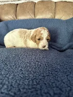 Ben, a male Miniature Goldendoodle for sale in West Hamlin, WV – 2 of 4