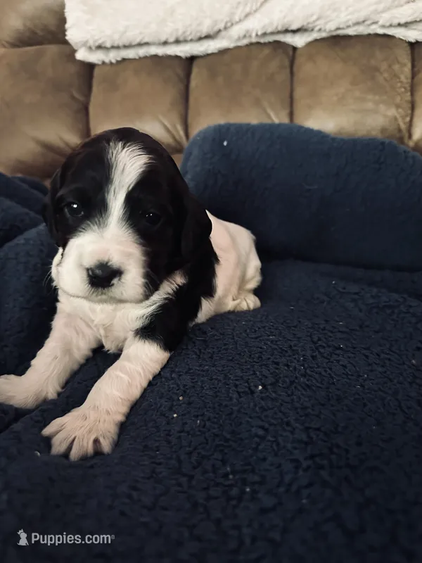 Brenda  – Miniature Goldendoodle puppy for sale in West Hamlin, WV