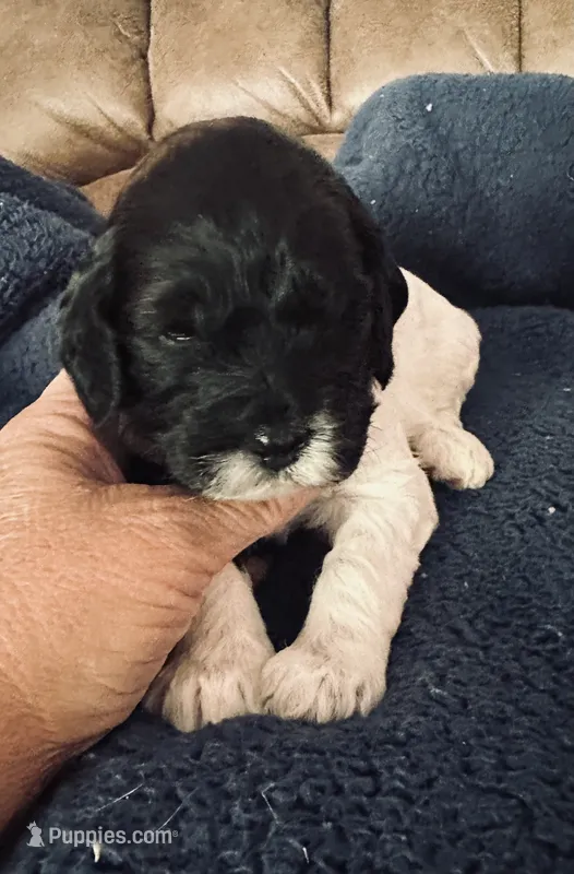 Candy – Miniature Goldendoodle puppy for sale in West Hamlin, WV