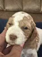 Casey, a female Miniature Goldendoodle for sale in West Hamlin, WV – 3 of 6