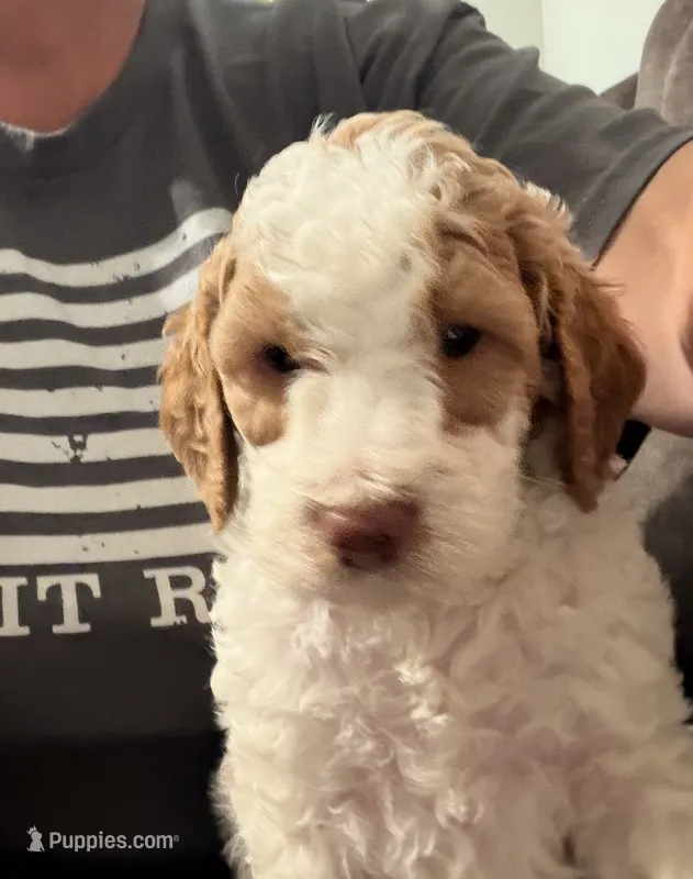 Bo – Miniature Goldendoodle puppy for sale in West Hamlin, WV