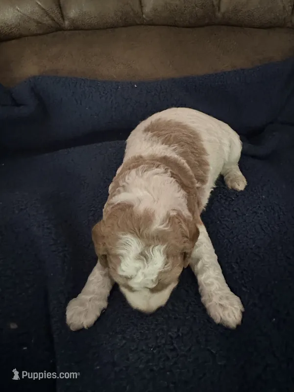 Casey – Miniature Goldendoodle puppy for sale in West Hamlin, WV