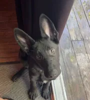 Venom, a male German Shepherd Dog for sale in Bushkill, PA – 4 of 8