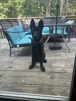 Venom, a male German Shepherd Dog for sale in Bushkill, PA – 6 of 8