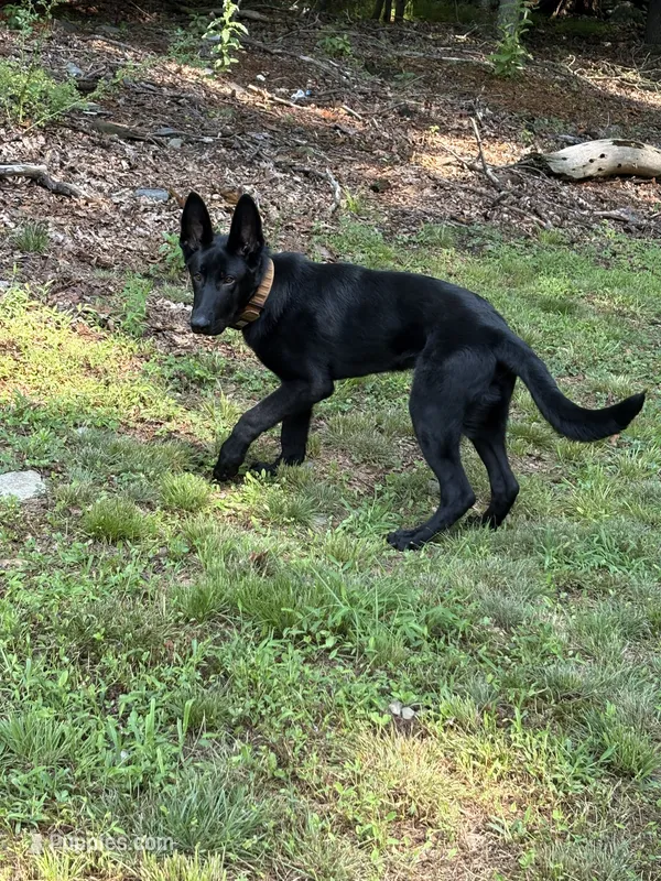 Venom – German Shepherd Dog puppy for sale in Bushkill, PA