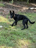 Venom, a male German Shepherd Dog for sale in Bushkill, PA – 1 of 8