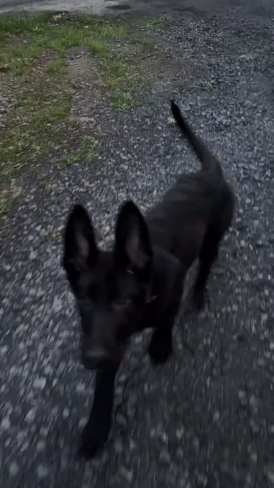 Venom, a male German Shepherd Dog for sale in Bushkill, PA – 7 of 8