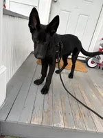 Venom, a male German Shepherd Dog for sale in Bushkill, PA – 3 of 8
