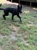 Venom, a male German Shepherd Dog for sale in Bushkill, PA – 2 of 8