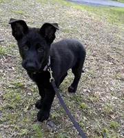 Venom, a male German Shepherd Dog for sale in Bushkill, PA – 5 of 8