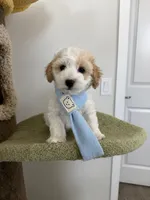 Lemon, a male Maltipoo for sale in San Gabriel, CA – 5 of 6