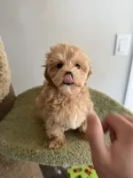 Clare, a female Maltipoo for sale in San Gabriel, CA – 6 of 6