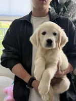 Chubby, a male Golden Retriever for sale in San Gabriel, CA – 5 of 6