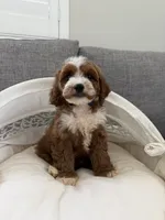 Tory, a female Cavapoo for sale in San Gabriel, CA – 5 of 5