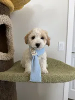 Lemon, a male Maltipoo for sale in San Gabriel, CA – 2 of 6