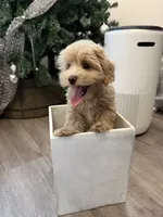 Kelly, a female Maltipoo for sale in San Gabriel, CA – 5 of 5