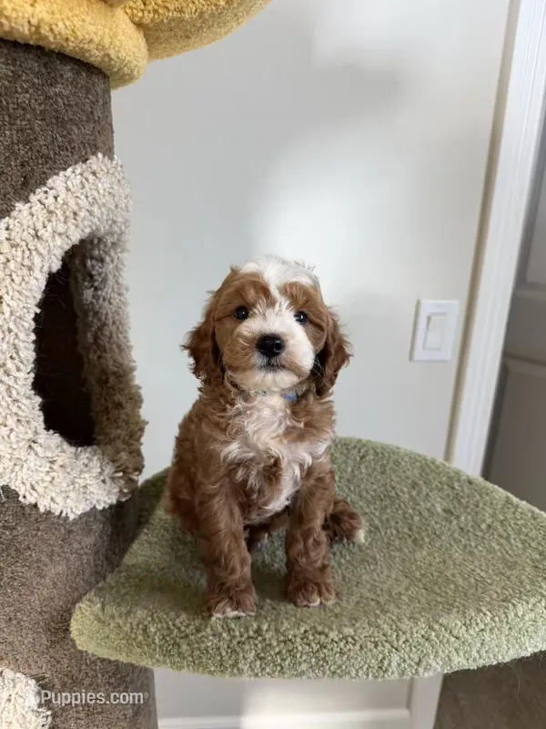 Puff – Cavapoo puppy for sale in San Gabriel, CA