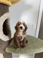Puff, a male Cavapoo for sale in San Gabriel, CA – 1 of 4