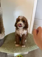 Tory, a female Cavapoo for sale in San Gabriel, CA – 4 of 5