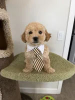 Bobby, a male Maltipoo for sale in San Gabriel, CA – 3 of 5